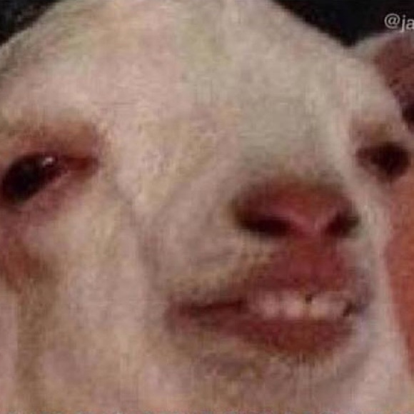 Meet your Posher, Leonardo - Picture 1 of 1